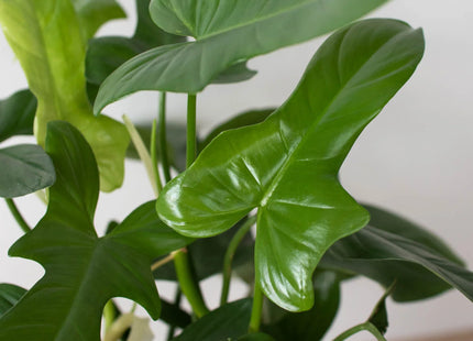 Philodendron 'Silver Sword'