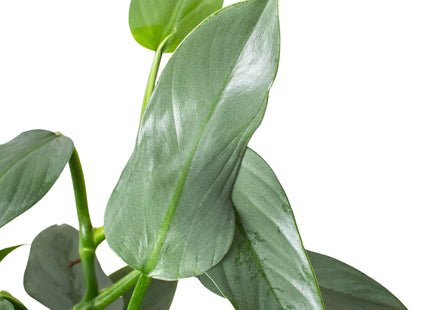 Philodendron 'Silver Sword'