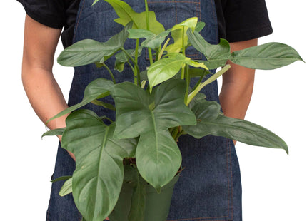 Philodendron 'Silver Sword'