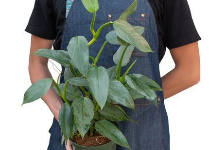 Philodendron 'Silver Sword'