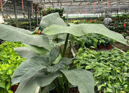 Philodendron 'Silver Sword'