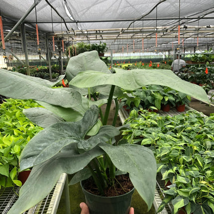 Philodendron 'Silver Sword'