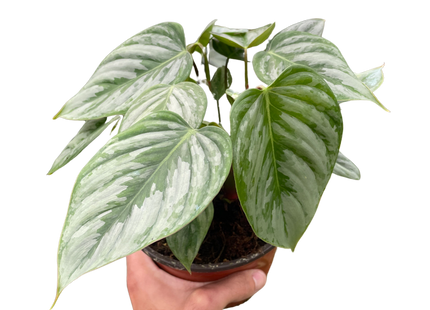 Philodendron 'Sodiroi'