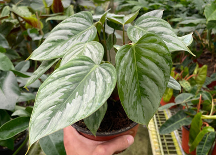Philodendron 'Sodiroi'