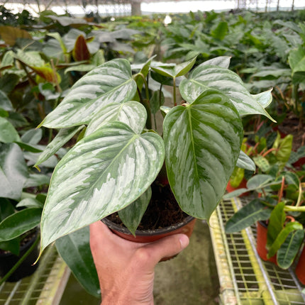Philodendron 'Sodiroi'