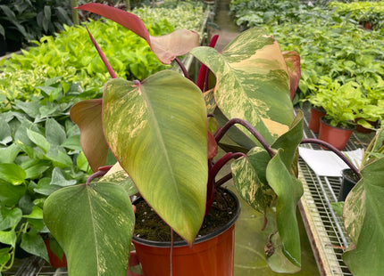 Philodendron 'Strawberry Shake'
