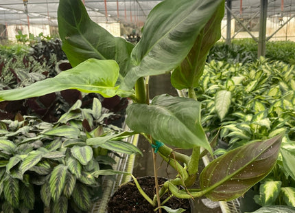 Philodendron Subhastatum