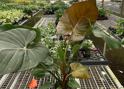 Philodendron 'Summer Glory'