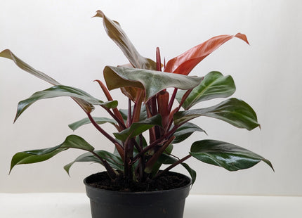 Philodendron 'Sun Red'
