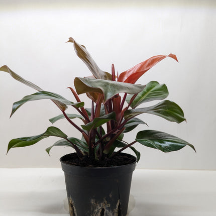 Philodendron 'Sun Red'