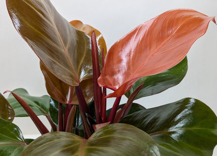 Philodendron 'Sun Red'