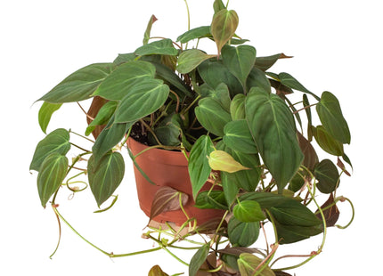 Philodendron 'Velvet'