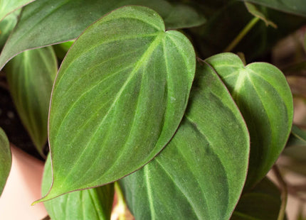 Philodendron 'Velvet'