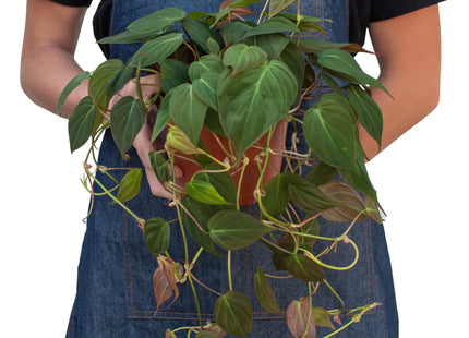 Philodendron 'Velvet'
