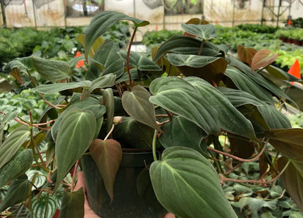 Philodendron 'Velvet'
