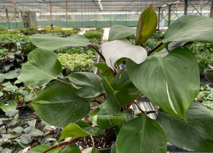 Philodendron 'White Knight'
