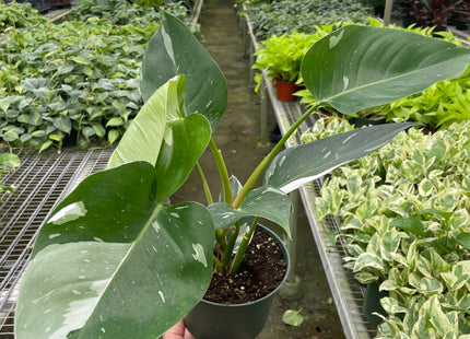 Philodendron 'White Princess'
