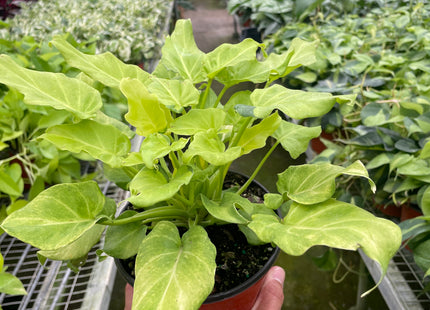 Philodendron 'Xanadu' Variegated