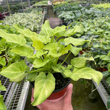 Philodendron 'Xanadu' Variegated