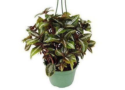 Pilea 'Bronze'