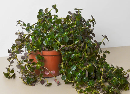 Pilea Depressa Sao Paulo