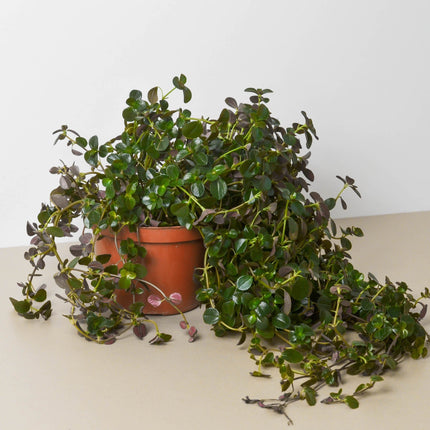 Pilea Depressa Sao Paulo | Live Plant for Indoor & Outdoor | House Plant Decor