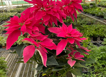 Poinsettia 'Luv U Pink'