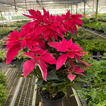 Poinsettia 'Luv U Pink' | Live Plant for Indoor & Outdoor | House Plant Decor