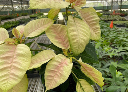 Poinsettia 'Marble'