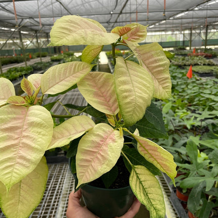 Poinsettia 'Marble' | Live Plant for Indoor & Outdoor | House Plant Decor