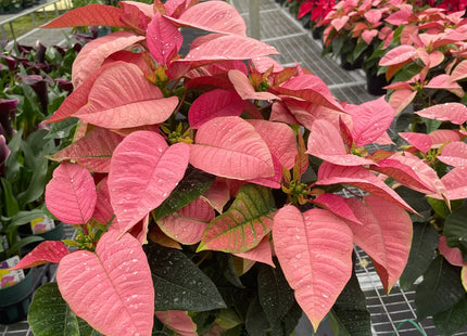 Poinsettia 'Pink'