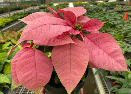 Poinsettia 'Pink'