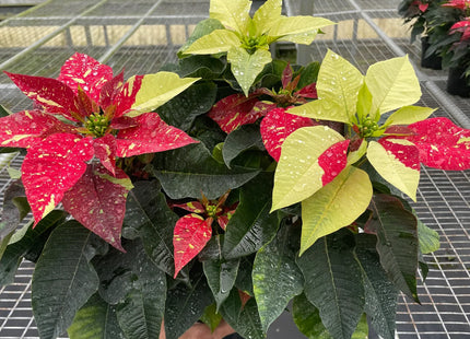 Poinsettia 'Red Glitter'