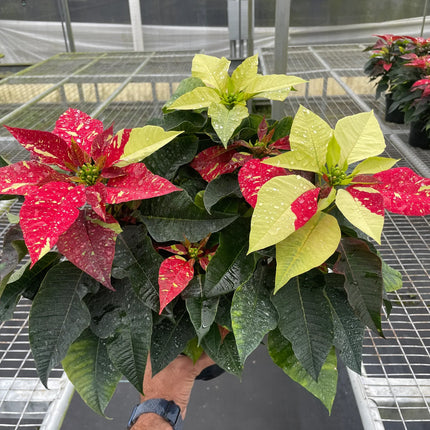 Poinsettia 'Red Glitter' | Live Plant for Indoor & Outdoor | House Plant Decor