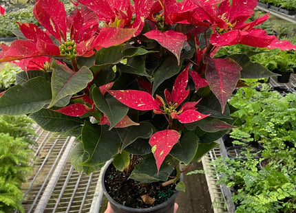 Poinsettia 'Red Glitter'