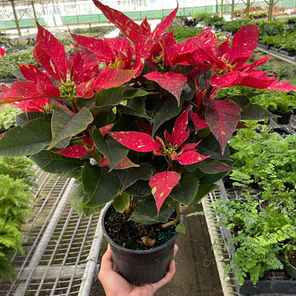 Poinsettia 'Red Glitter' | Live Plant for Indoor & Outdoor | House Plant Decor
