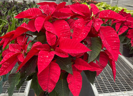 Poinsettia 'Red'