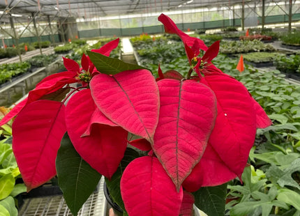 Poinsettia 'Red'
