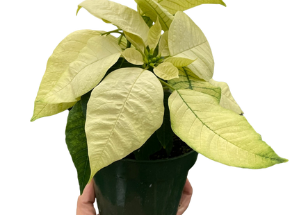 Poinsettia 'White'