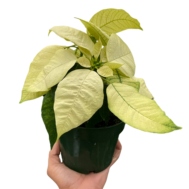 Poinsettia 'White'