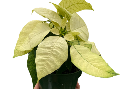 Poinsettia 'White'