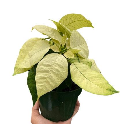Poinsettia 'White'