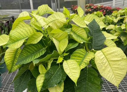 Poinsettia 'White'