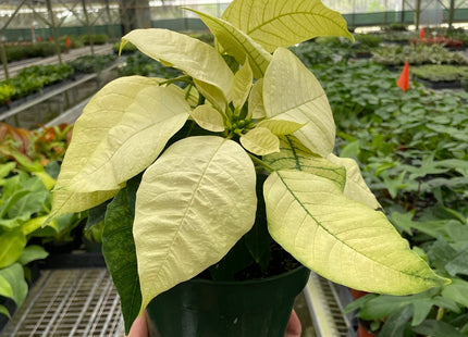 Poinsettia 'White'