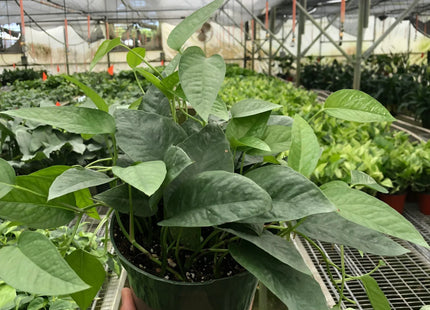 Pothos 'Cebu Blue'