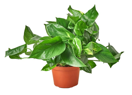 Pothos 'Golden'