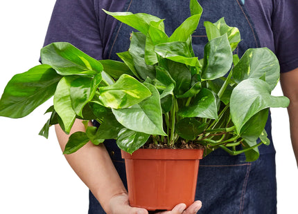 Pothos 'Golden'