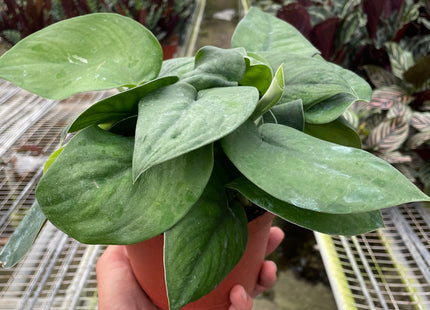 Pothos Jade Satin