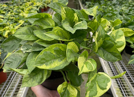 Pothos 'Lemon Meringue'