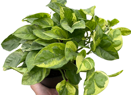 Pothos 'Lemon Meringue'